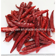 Dried Red Chili with Good Quality